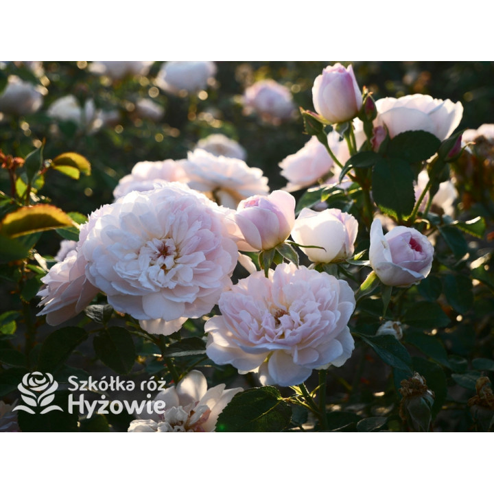 Elizabeth™ (Ausmajesty) - David Austin® Róże Angielskie - 