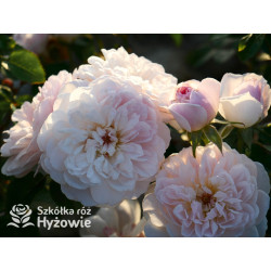 Elizabeth™ (Ausmajesty) - David Austin® Róże Angielskie - 