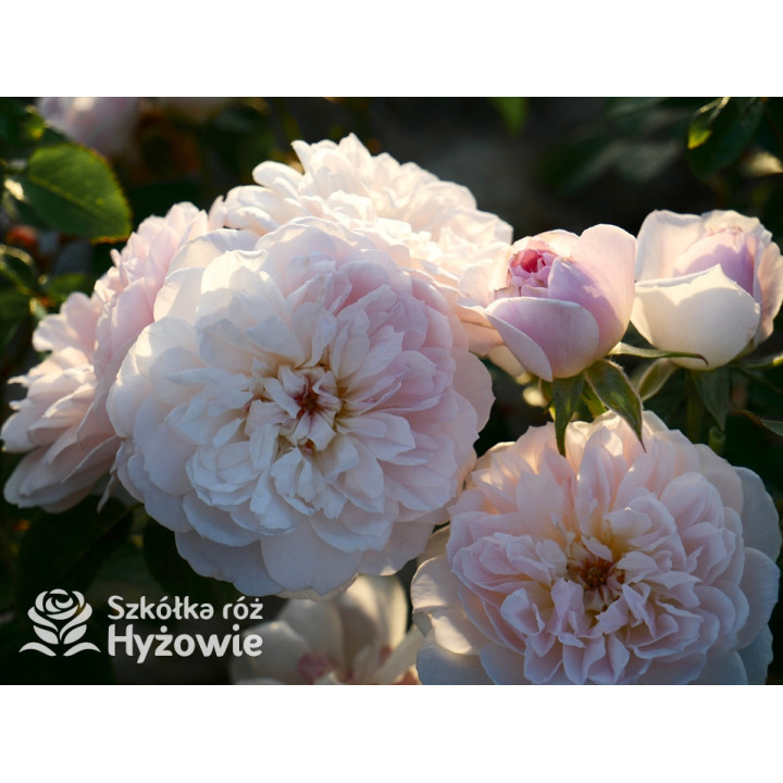 Elizabeth™ (Ausmajesty) - David Austin® Róże Angielskie - 