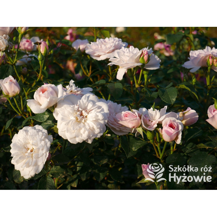 Elizabeth™ (Ausmajesty) - David Austin® Róże Angielskie - 