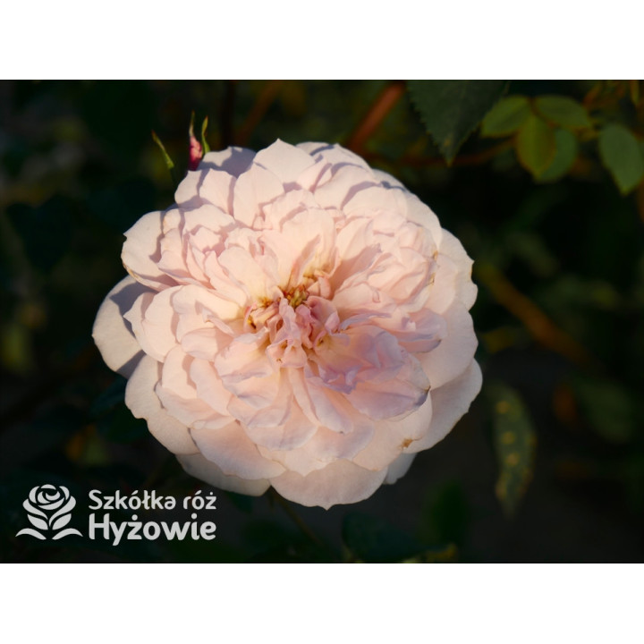 Elizabeth™ (Ausmajesty) - David Austin® Róże Angielskie - 