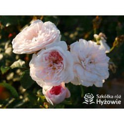 Elizabeth™ (Ausmajesty) - David Austin® Róże Angielskie - 