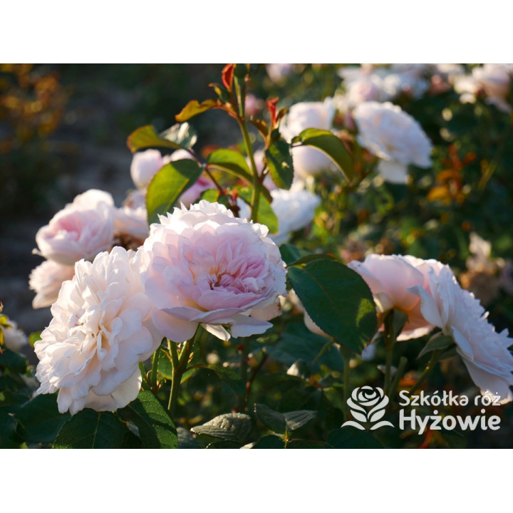 Elizabeth™ (Ausmajesty) - David Austin® Róże Angielskie - 