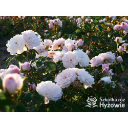 Elizabeth™ (Ausmajesty) - David Austin® Róże Angielskie - 