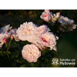 Elizabeth™ (Ausmajesty) - David Austin® Róże Angielskie - 