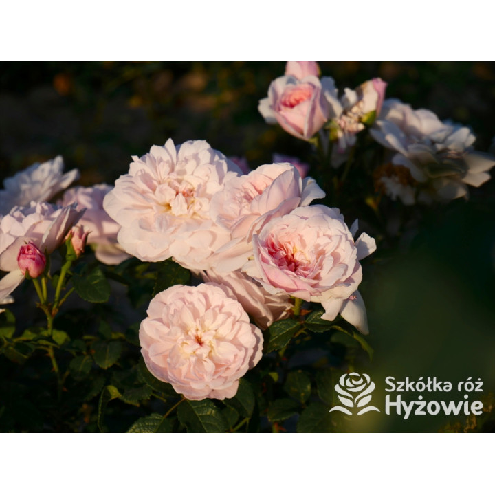 Elizabeth™ (Ausmajesty) - David Austin® Róże Angielskie - 