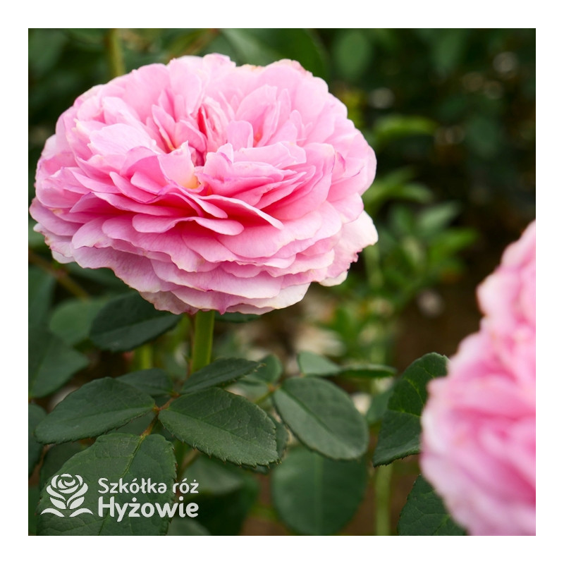 Rossinni Roses Eustacia Vye® – róża angielska David Austin® | Zdrowa i pachnąca