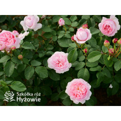 Eustacia Vye™ (Ausegdon) - David Austin® Róże Angielskie - 