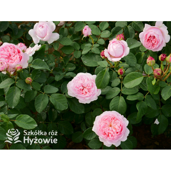 Eustacia Vye™ (Ausegdon) - David Austin® Róże Angielskie - 