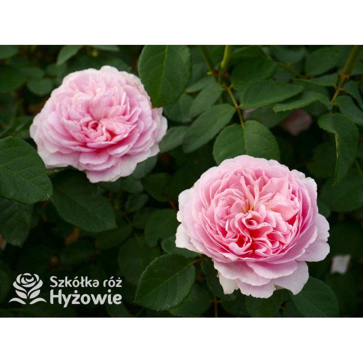 Eustacia Vye™ (Ausegdon) - David Austin® Róże Angielskie - 