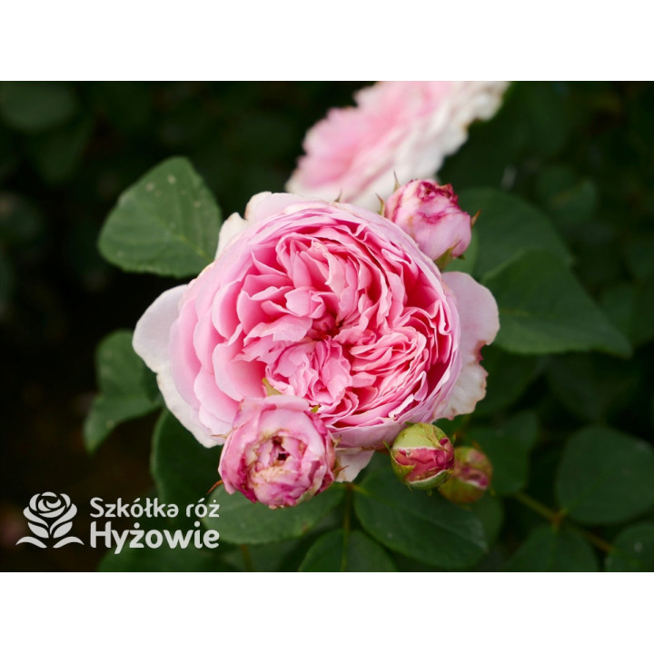 Eustacia Vye™ (Ausegdon) - David Austin® Róże Angielskie - 