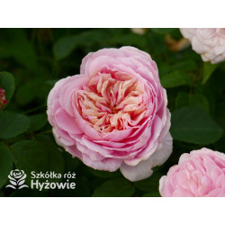 Eustacia Vye™ (Ausegdon) - David Austin® Róże Angielskie - 