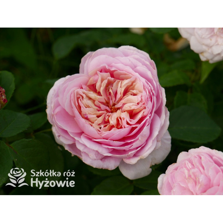 Eustacia Vye™ (Ausegdon) - David Austin® Róże Angielskie - 