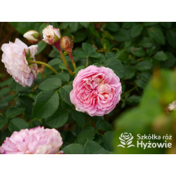 Eustacia Vye™ (Ausegdon) - David Austin® Róże Angielskie - 