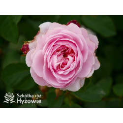 Eustacia Vye™ (Ausegdon) - David Austin® Róże Angielskie - 