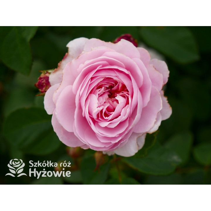 Eustacia Vye™ (Ausegdon) - David Austin® Róże Angielskie - 