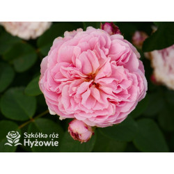 Eustacia Vye™ (Ausegdon) - David Austin® Róże Angielskie - 