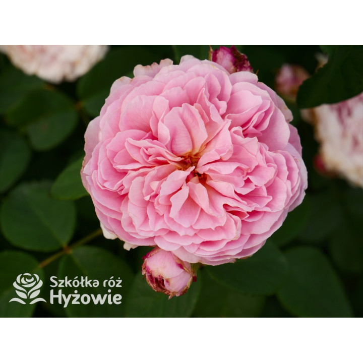 Eustacia Vye™ (Ausegdon) - David Austin® Róże Angielskie - 