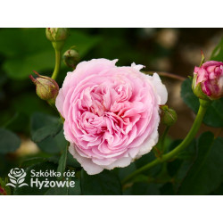 Eustacia Vye™ (Ausegdon) - David Austin® Róże Angielskie - 