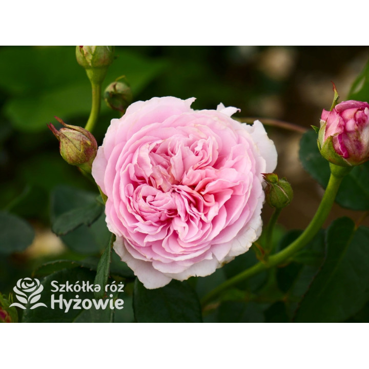 Eustacia Vye™ (Ausegdon) - David Austin® Róże Angielskie - 