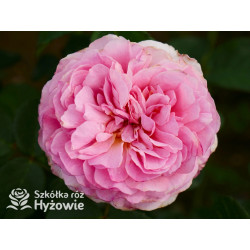 Eustacia Vye™ (Ausegdon) - David Austin® Róże Angielskie - 