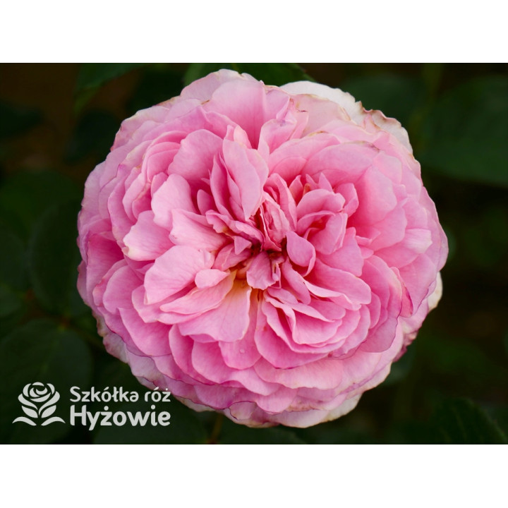 Eustacia Vye™ (Ausegdon) - David Austin® Róże Angielskie - 