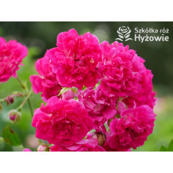 'Super Excelsa' - Róże Pnące -  'Super Excelsa' - Róże Pnące -