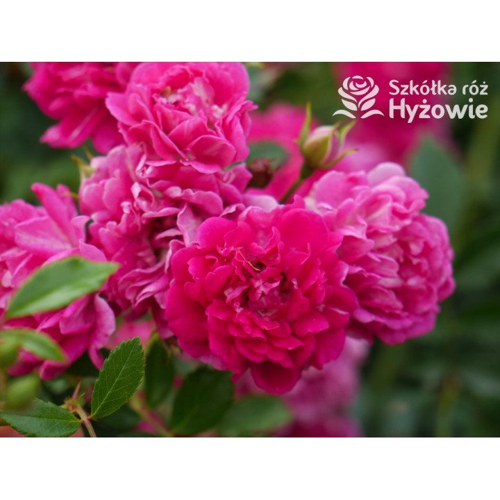 'Super Excelsa' - Róże Pnące -  'Super Excelsa' - Róże Pnące -