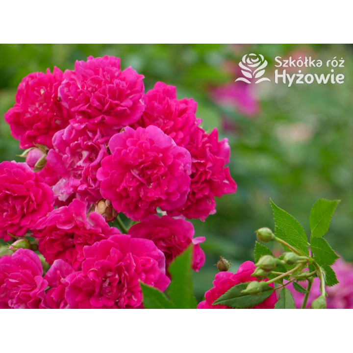 'Super Excelsa' - Róże Pnące -  'Super Excelsa' - Róże Pnące -