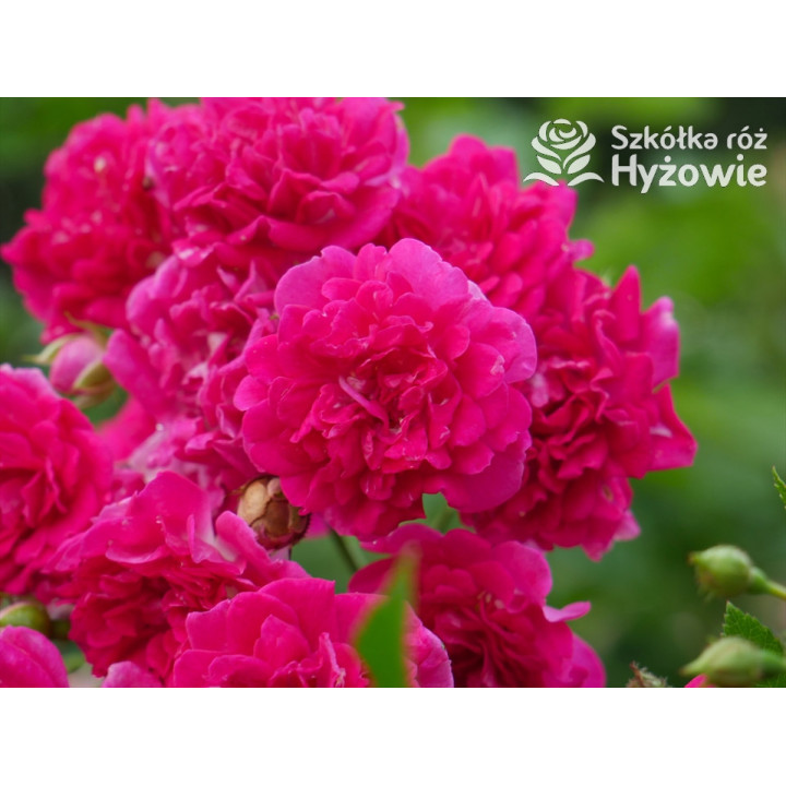 'Super Excelsa' - Róże Pnące -  'Super Excelsa' - Róże Pnące -