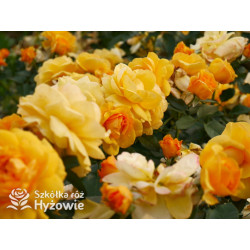 Friendship Forever™ - Róże Rabatowe - 