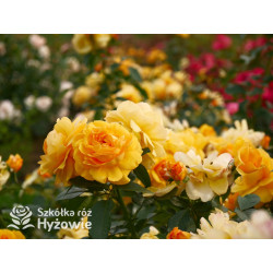 Friendship Forever™ - Róże Rabatowe - 