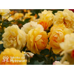 Friendship Forever™ - Róże Rabatowe - 