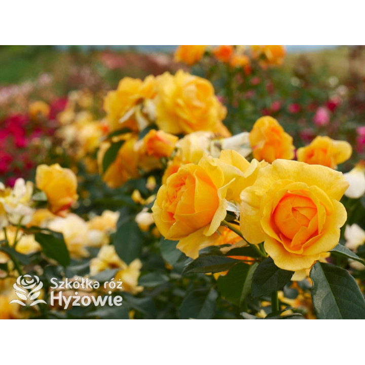 Friendship Forever™ - Róże Rabatowe - 