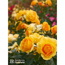 Friendship Forever™ - Róże Rabatowe - 