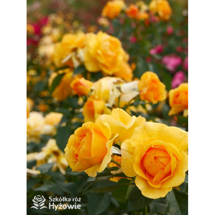 Friendship Forever™ - Róże Rabatowe - 