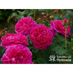 James L. Austin™ (Auspike) - David Austin® Róże Angielskie - 