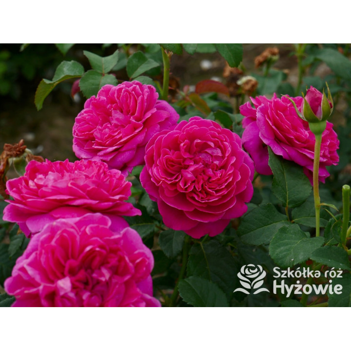 James L. Austin™ (Auspike) - David Austin® Róże Angielskie - 