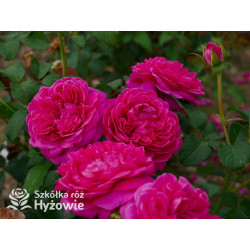 James L. Austin™ (Auspike) - David Austin® Róże Angielskie - 