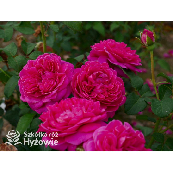 James L. Austin™ (Auspike) - David Austin® Róże Angielskie - 