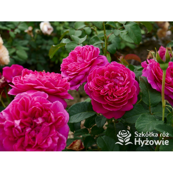 James L. Austin™ (Auspike) - David Austin® Róże Angielskie - 