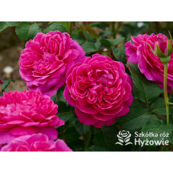 James L. Austin™ (Auspike) - David Austin® Róże Angielskie - 