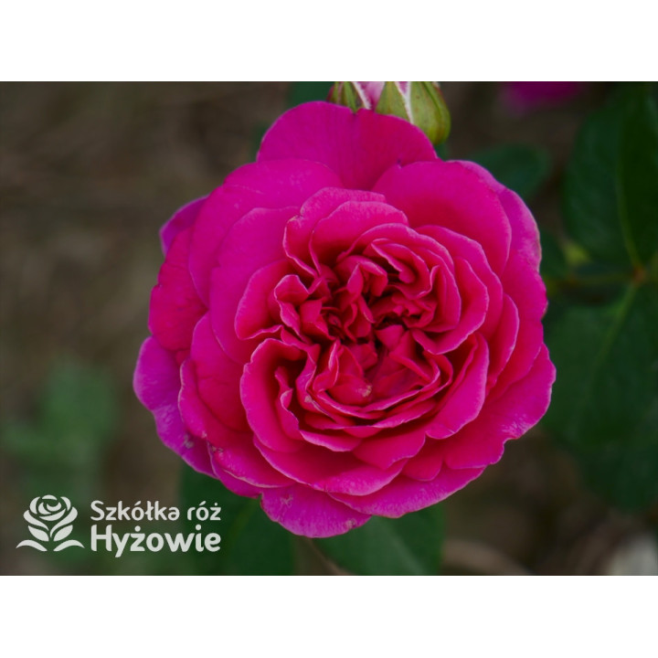 James L. Austin™ (Auspike) - David Austin® Róże Angielskie - 