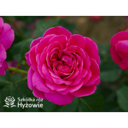 James L. Austin™ (Auspike) - David Austin® Róże Angielskie - 