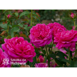 James L. Austin™ (Auspike) - David Austin® Róże Angielskie - 