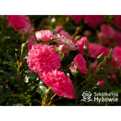 Knirps® - Róże Okrywowe - 