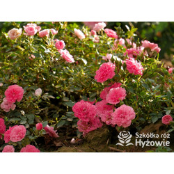 Knirps® - Róże Okrywowe - 