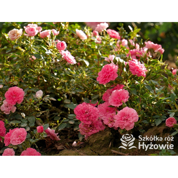 Knirps® - Róże Okrywowe - 