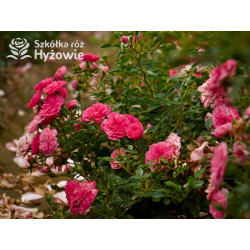 Knirps® - Róże Okrywowe - 