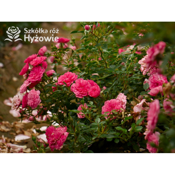 Knirps® - Róże Okrywowe - 